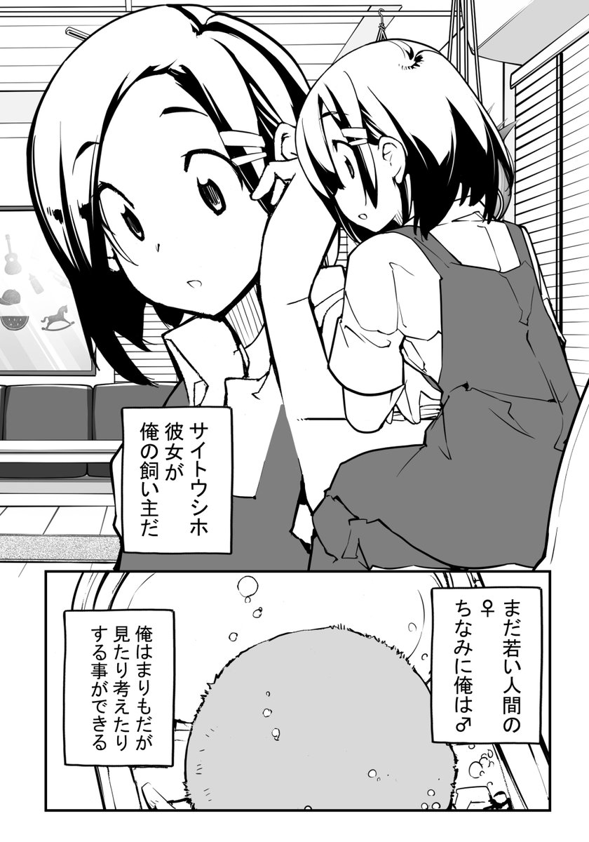 「見たいもの見せましょう」 10話目 まりもに転生してた件
ヤングコミック2月号に掲載 

男は死んでた。そして生まれ変わってた。まりもに。
そして普段はおとなしくて真面目な女の子の部屋で飼われていた。

ろくもんせんHP→https://t.co/BjS1Q2zWKL 