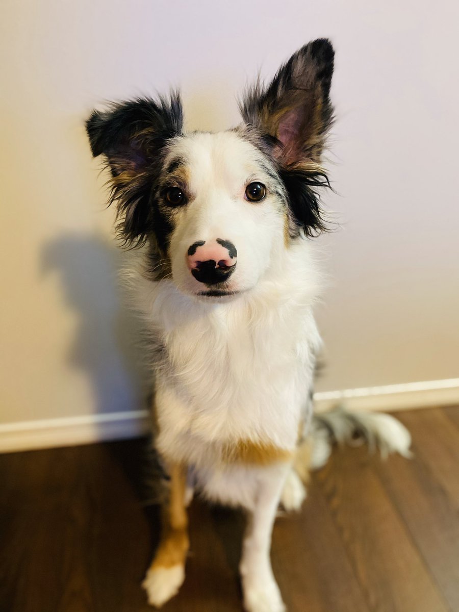 I love you sweet boy 💙
#bordercolliesrock #handsomeboy #bordercollie