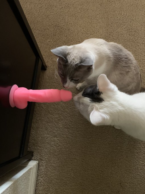It&rsquo;s not that kind of kitten toy. 😊🥰 https://t.co/Uw9CDhR2Jj<a href="/tag/book"class="tags"><span>#book</span></a><a href="/tag/fantasy"class="tags"><span>#fantasy</span></a><a href="/tag/erotica"class="tags"><span>#erotica</span></a>