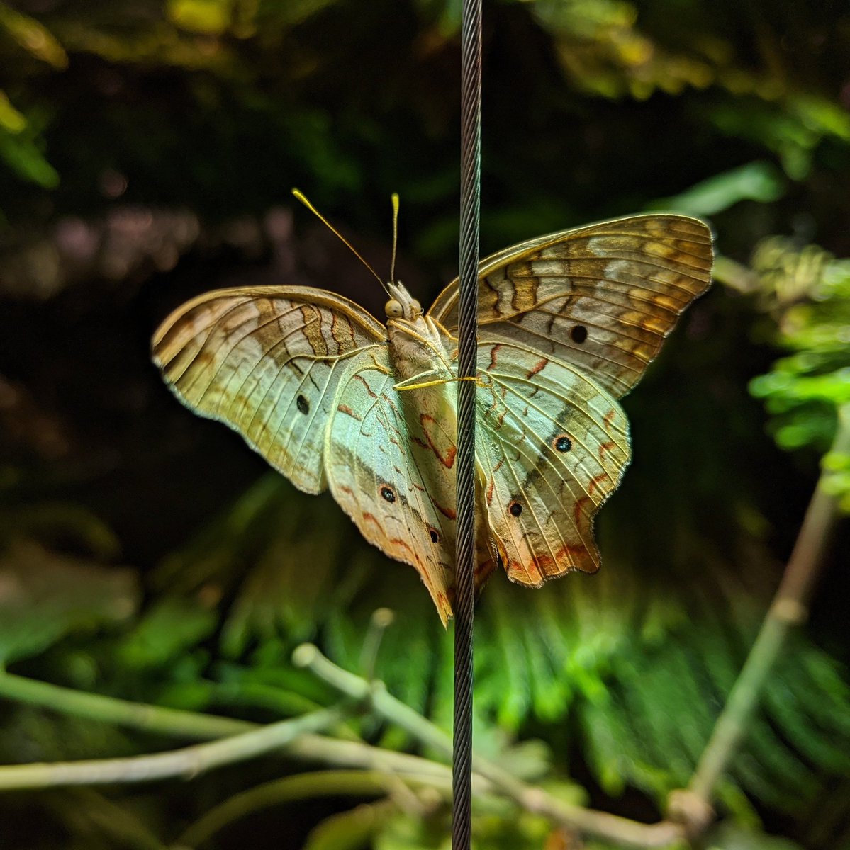 Macro shot of a delicate yellow, cream and orange butterfly on a wire