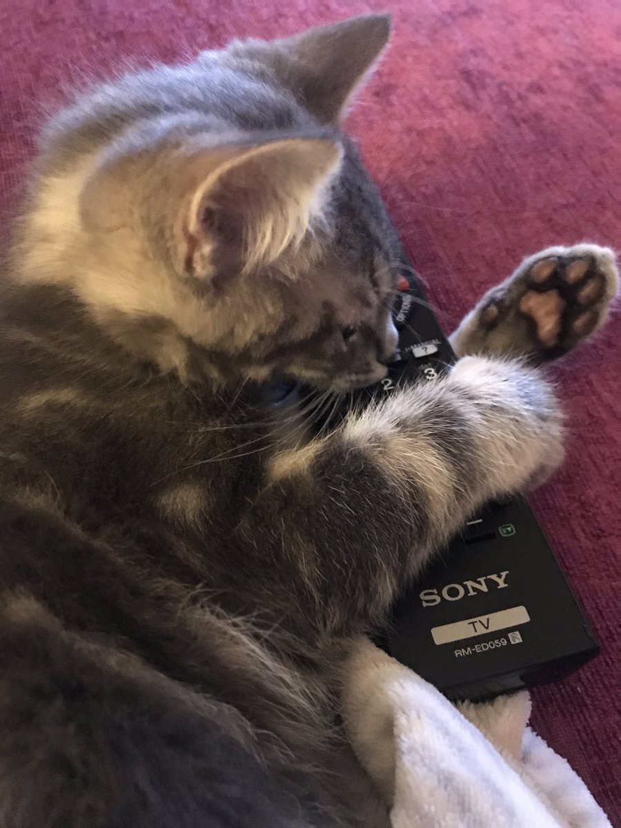 2019Wan's tweet photo. Cant seem to get this lightsaber to work, where’s  a Jedi when you need one 😼😾😿 #catsoftwitter #theforce https://t.co/DoOw14b27R