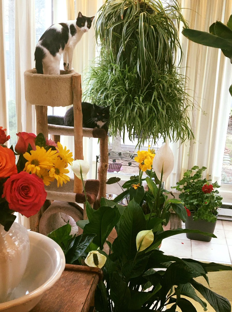 Things4Strings's tweet image. The #Things4Strings office cats Bootsy &amp;amp; Buster share in my very much enjoying our indoor garden this winter. With the lovely birthday flowers from Steve, I can imagine I am in a little corner of the Philadelphia Flower Show!