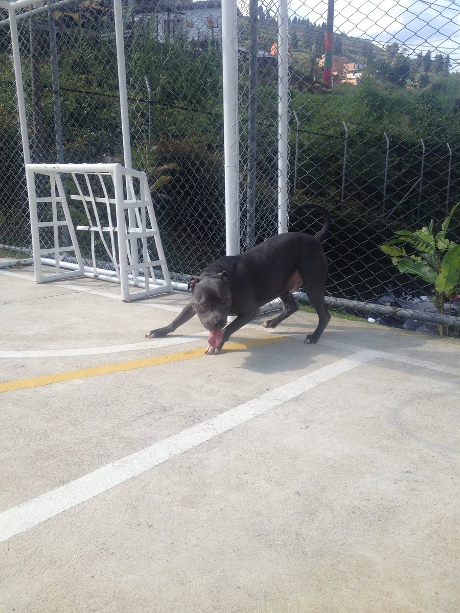 KONAN THE GOAL KEEPER🐶⚽😁👍#doglover #dog #dogs #dogoftheday #puppy #pet #of #doglovers #ilovemydog #love #pets #puppylove #cute #doglife #puppies #doggy #doggo #bluenosepitbull #lovedogs #doglove #animals #bluenose #pitbulls #pitbulllovers