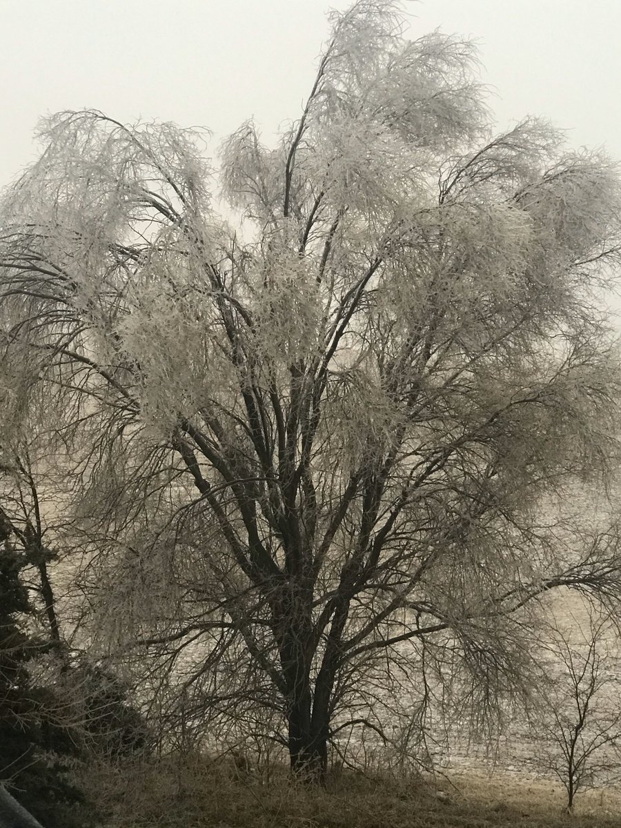 Trees are covered in ice in Oregon, Mo. <a href="/NickBenderKMBC/">Nick Bender</a>