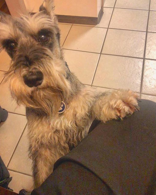 muffinjai's tweet photo. I heard it’s snowing out... ❄️🌨 Is it true? 😅🥰🇨🇦🐶🐾 #Vancouver https://t.co/uSJraGJnT0 #dogsofinstagram #dogsoftwitter #schnauzergang #schnauzeroftwitter #schnauzer #minischnauzer #miniatureschnauzer #schnauzers #minischnauzers #miniatureschnauzers #muffi… https://t.co/8q4a8x5ZWv