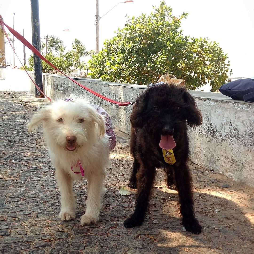 VitorCo44072011's tweet photo. Entrei na Brincadeira..😜
" Quando tiver Filho.. Vai ficar acabado"  

Os filhos 🐩🐶♥️ / Eu acabado 😎 https://t.co/IQI58g8KbX