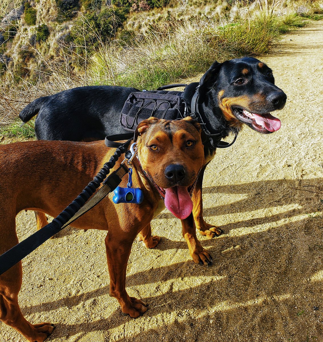 PawTreksLA's tweet photo. Best of pals 🐾

#dogfriends #friendshipgoals #bestdogs #bestdogfriends #bestdoggo #doglove #doglife #rescuepup #rescuedog #rescue #adoptdontshop #spoileddogs #outdoordog #dogsinwilderness #hikingday #hikinglife #outdoorswithdogs #thegreatoutdogs #pawtreksla https://t.co/U6qBmcwVHv