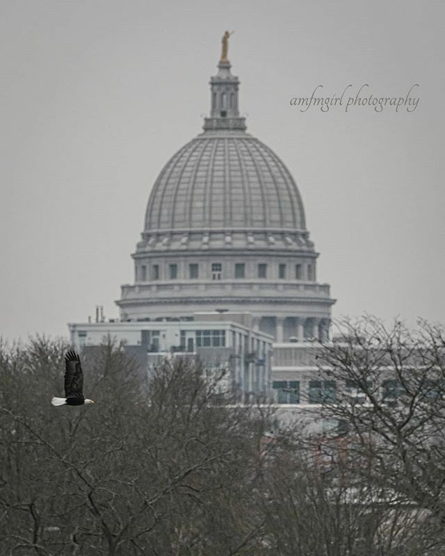 amfmgirlphoto's tweet photo. Keeping an eagle eye on this weekend's storm predictions. #cold .
.
#mononabay #wiCapitol #eagle #camcofotofriday https://t.co/E5CymbgqVO https://t.co/Bo6K75ezj4