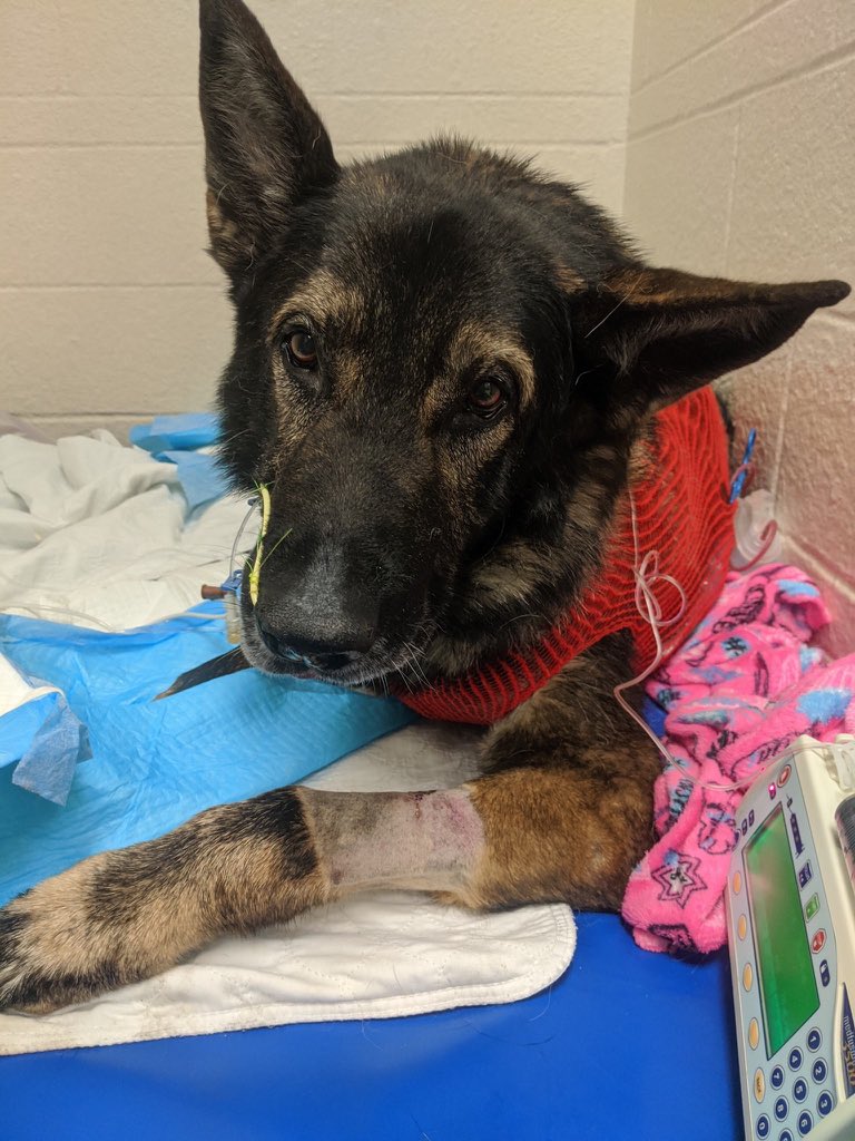 Tonight’s episode is dedicated to #K9LorStrong (via this page) let’s get it trending so @danabrams will mention it on #LivePd tonight. Keep all your thoughts and prayers coming for this handsome pup and @JamesCraigmyle as well as @GreeneCountySO 

@OfficialLivePD