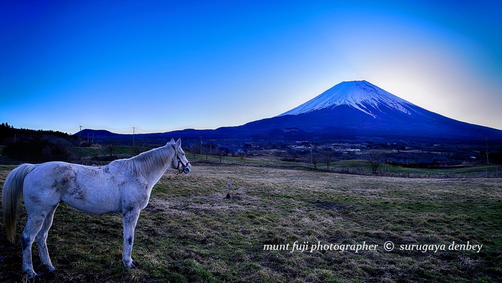 DenbeySurugaya's tweet photo. 何を見つめて居るのでしょうか？

おはようございます。
馬牧場から・・馬の生態にビックリ！
泥水の所で、ひっくり返り体をスリスリ
折角の白馬が泥だらけで台無しです！

＃富士山　#Nikon   #mtfuji   #白馬 https://t.co/rWuqj0opTm