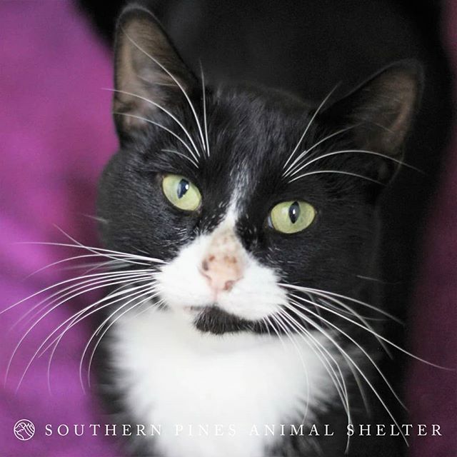 In Dexter's Laboratory, he is concocting plans on how to win your heart. Dexter would still rather that Dee Dee and any canine friends to keep out of his space, but older felines are always welcome company! Dexter enjoys telling you how great he is (literally), and he will gladly