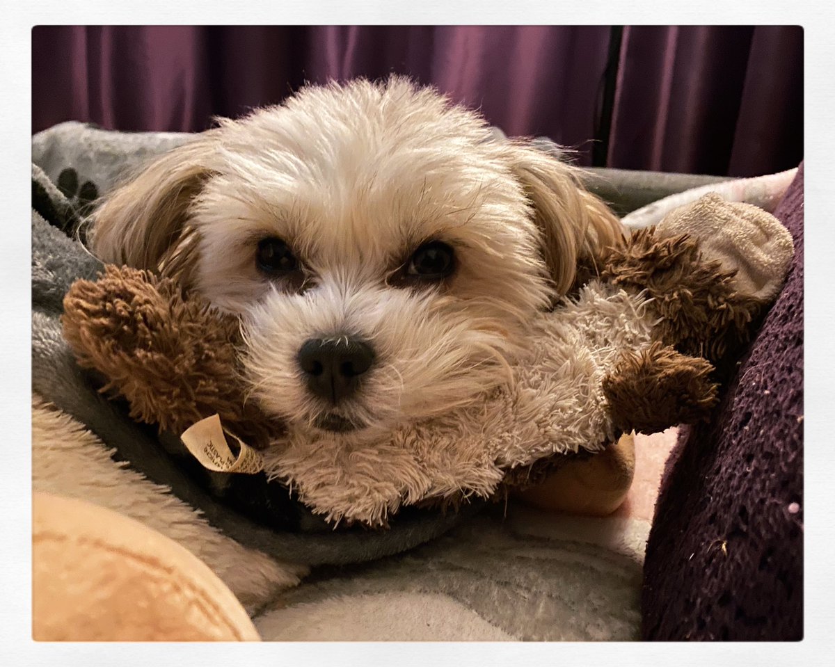 Puhthepuppy's tweet photo. Still feeling a bit under the weather but Iโm taking my medication well.... hooman go to the fridge and bring me HAMMMMMMMM woof woof #poorlyPuh #ZSHQ #dogsoftwitter #sleepitoff #cutest #puppy #iampuh ๐ถ๐พ๐ https://t.co/4hhdlJMmsl