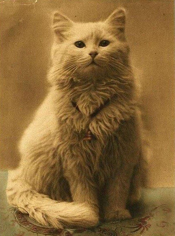 Primera fotografía tomada a un gato, cerca de 1880.