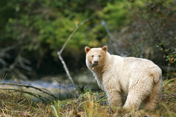 The Great Bear Rainforest is one of the largest remaining temperate rainforests on earth. Learn what makes this area so special: ow.ly/LxvM30fIhl4 (Photo: Douglas Neasloss)