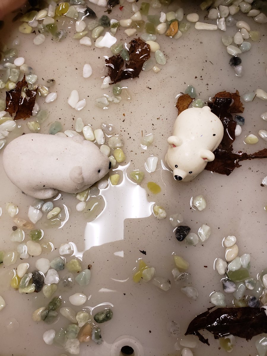 MHarper224's tweet photo. Follow up from yesterday. We love the den they made for our Grizzly, Black Bears, out of snow and rocks! They put the Polar Bears in the water to swim. 
New question came up. How can they swim in freezing cold water? To be continued...
@BirchviewDunes 
@SCDSBey
@SCDSB_Schools https://t.co/lsVQ7lqdqr