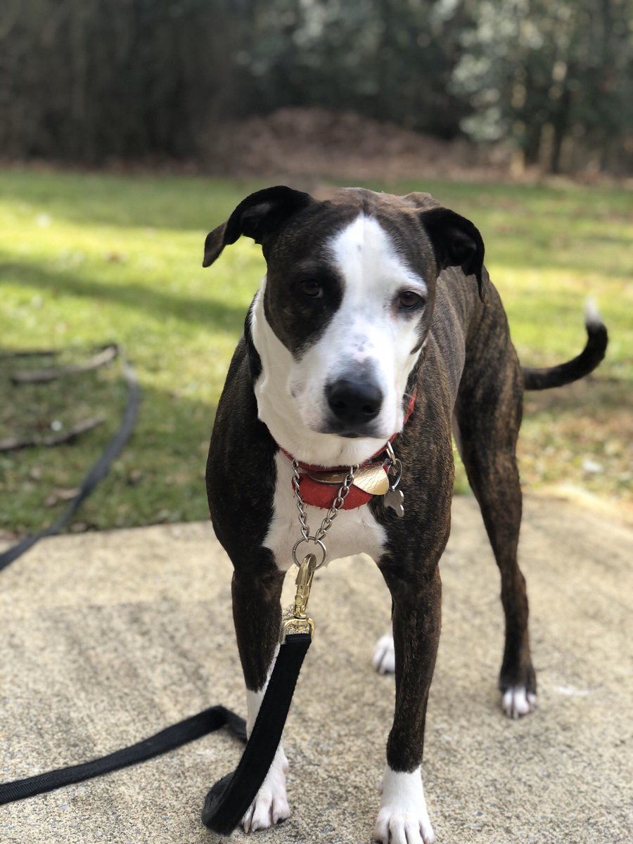 Coateskid27's tweet photo. Some pictures I took of my good girl today https://t.co/NsB4k9XZQ7