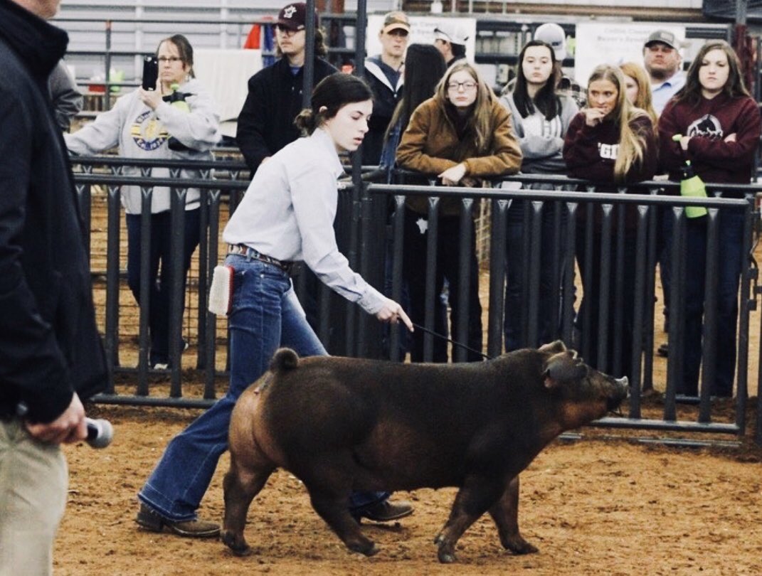 wakelandffa's tweet photo. Great work at the Collin County Junior Livestock Show! Now we are busy getting ready for @fwssr!!
-M. Boedeker 3rd place Duroc &amp; 5th place York
-M. Bowers 8th place, Black OPB
-A. Koyle 2nd place Black OPB
#fisdlivestock @WakelandHS @WakelandAccess #whsffa https://t.co/6Q4aHBJEnK