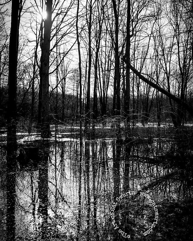 CatSwartzArtist's tweet photo. Placidity
#blackandwhitephotography #photography #naturephotography #forestphotography #clevelandohio #clevelandphotographer #naturalforest #sunthroughtrees #wildphotography https://t.co/6EcpxnuKg7 https://t.co/MBKENUqqc9