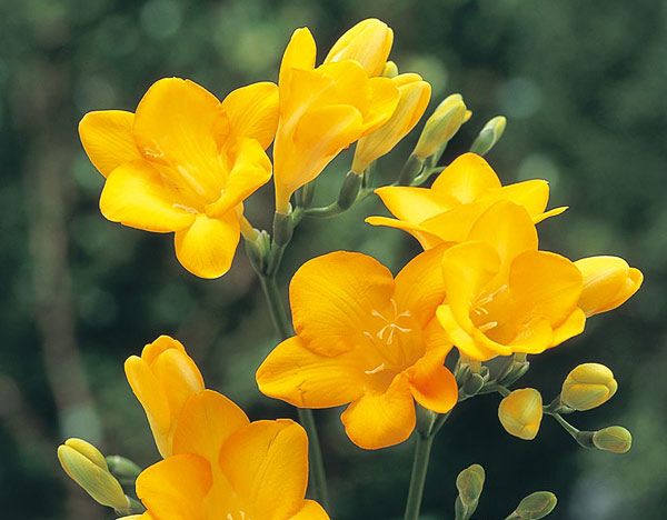 メリアルーム 土日祝いいね お休みです 今日の花 1月11日の誕生日花は ブリージア 黄花 花言葉は 無邪気 この日生まれの人はとても寂しがり屋で 友人とおしゃべりしたり 飲みに行ったり にぎやかに過ごすのが大好きなタイプです 少し