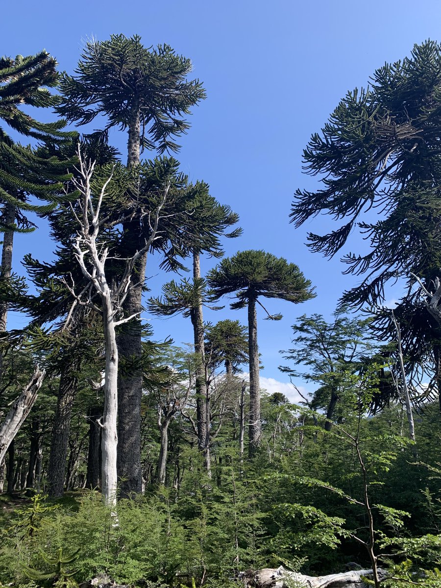 BoiseStateGeos's tweet photo. Today, Team Villarrica made it past the monkey puzzle trees up to Glaciar Pichillancahue to deploy infrasound sensors and seismometers. These give us a sneak peak into ICE QUAKES created by the cracking, breaking, or sliding of ice! #VolcanVillarrica #BoiseStateGeo ~@RaineyAbe https://t.co/ScUN8mQQqG