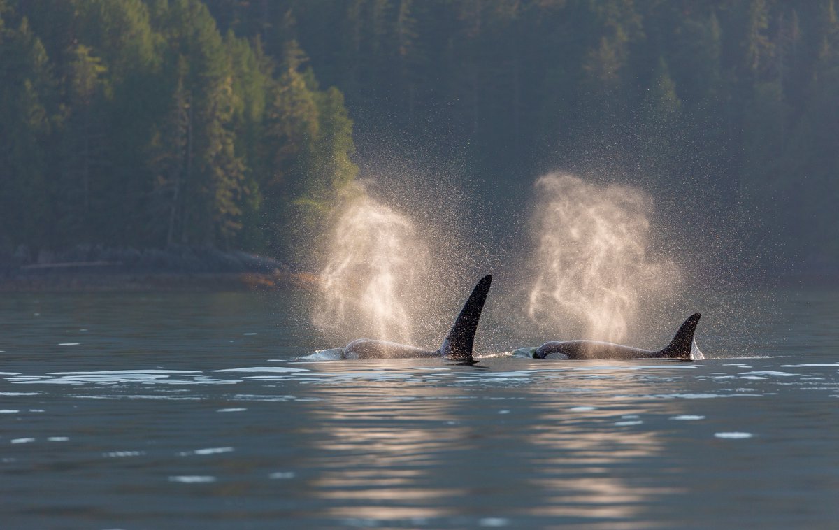 Discover inspiring stories, news, and updates from the Great Bear Rainforest and Haida Gwaii. Sign up to receive Talking Stick here: ow.ly/ZcHG30fIh4y (Photo: Brodie Guy)