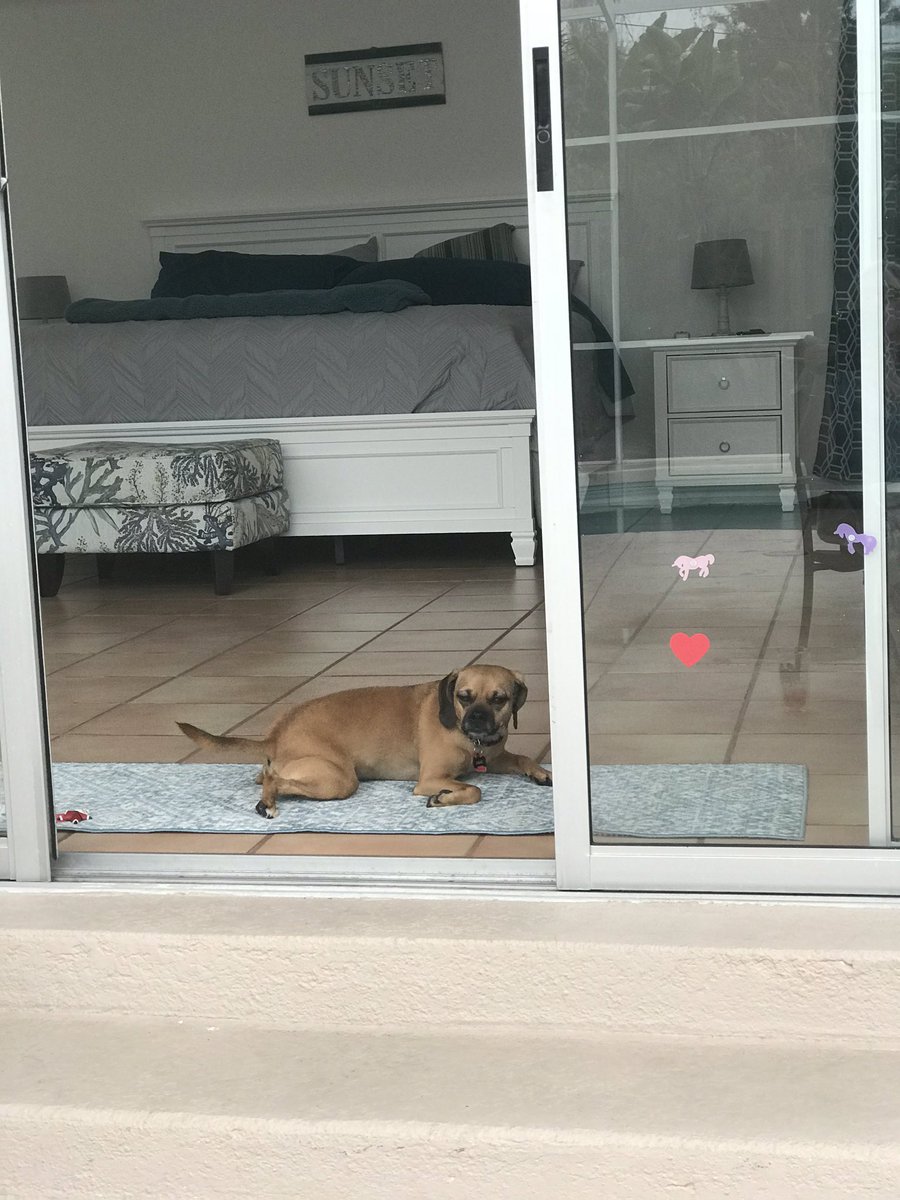 PuggleJane's tweet photo. Florida problems: 🤪 My mum had to put stickers on all the door walls because I kept running into them. 🤕 https://t.co/ICuI21q3Fx