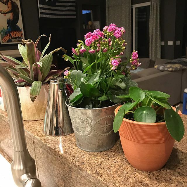thebritth's tweet photo. Happy #nationalhouseplantappreciationday
I love these little guys and gals! I have a couple more hanging around the house and #fingerscrossed I’ve been keeping them all alive. https://t.co/JZwrsdR7DP https://t.co/dSAJ1SPRvM