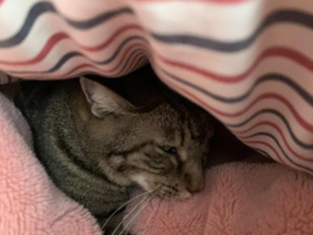 布団に猫 Hashtag On Twitter