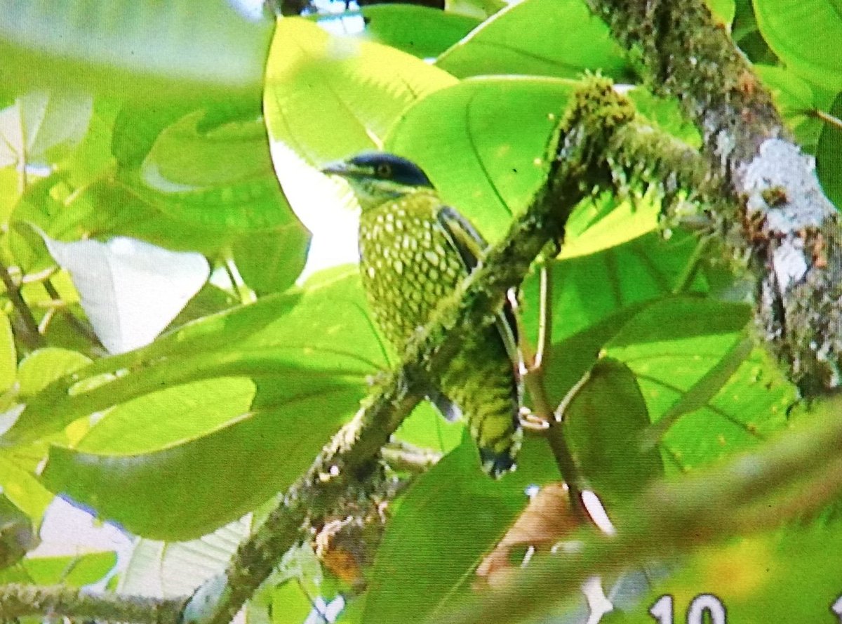 blomers's tweet photo. Scaled fruiteater has led us a merry chase as they call from way up in the highest trees. This one must have felt sorry for us. #ecuador #nature #birding #fruiteater #scaledfruiteater https://t.co/BMf1ae8oxI