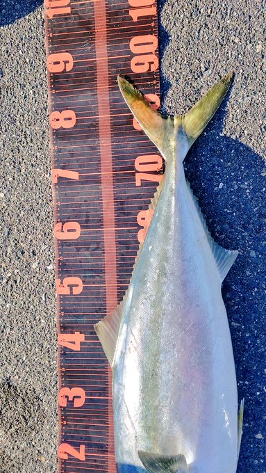 ブリの特徴 見分け方 写真から探せる魚図鑑