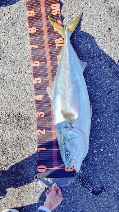 ブリの特徴 見分け方 写真から探せる魚図鑑