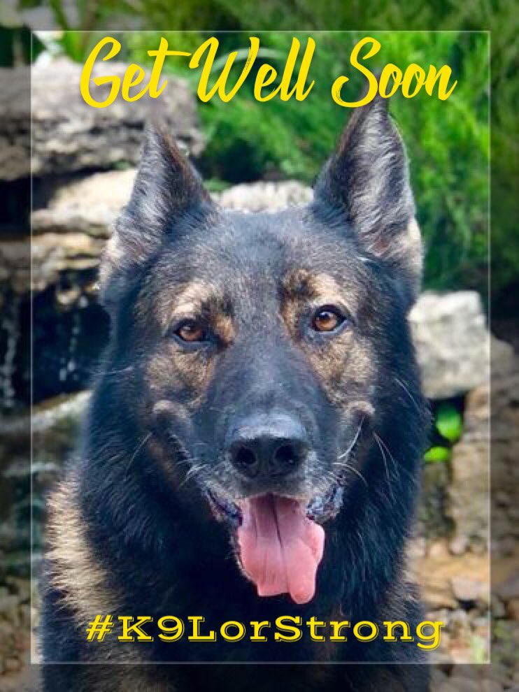 Happy #LivePD Weekend #LivePDNation! Let's Get #K9LorStrong Trending Tonight to Show Our Support and Well Wishes for #K9Lor and His Family @JamesCraigmyle @abby_craigmyle @GreeneCountySO 💙🙏🏻🐕🐾💙