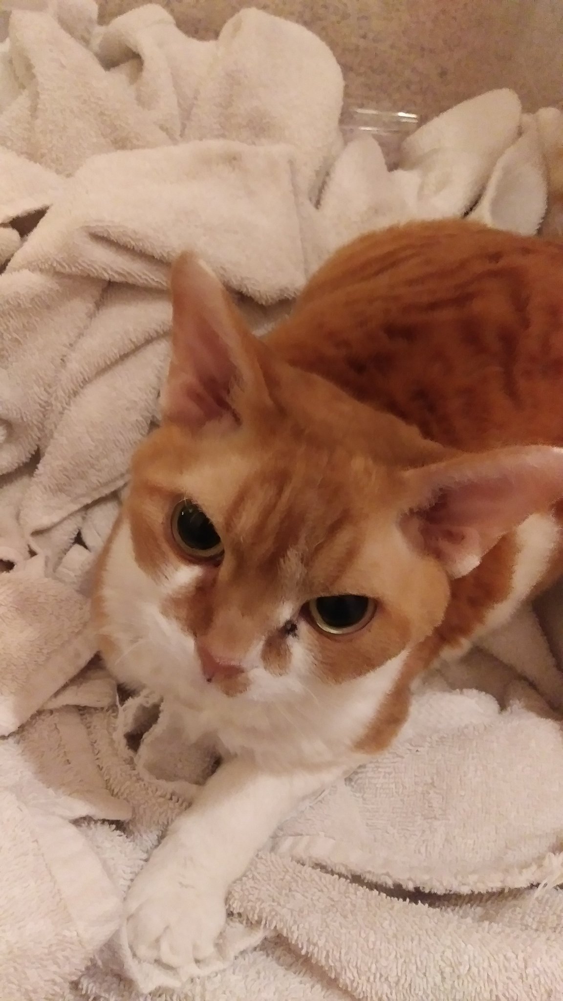 ⚡Helios the Draco⚡ on Twitter "Why is my cat so obsessed with towels