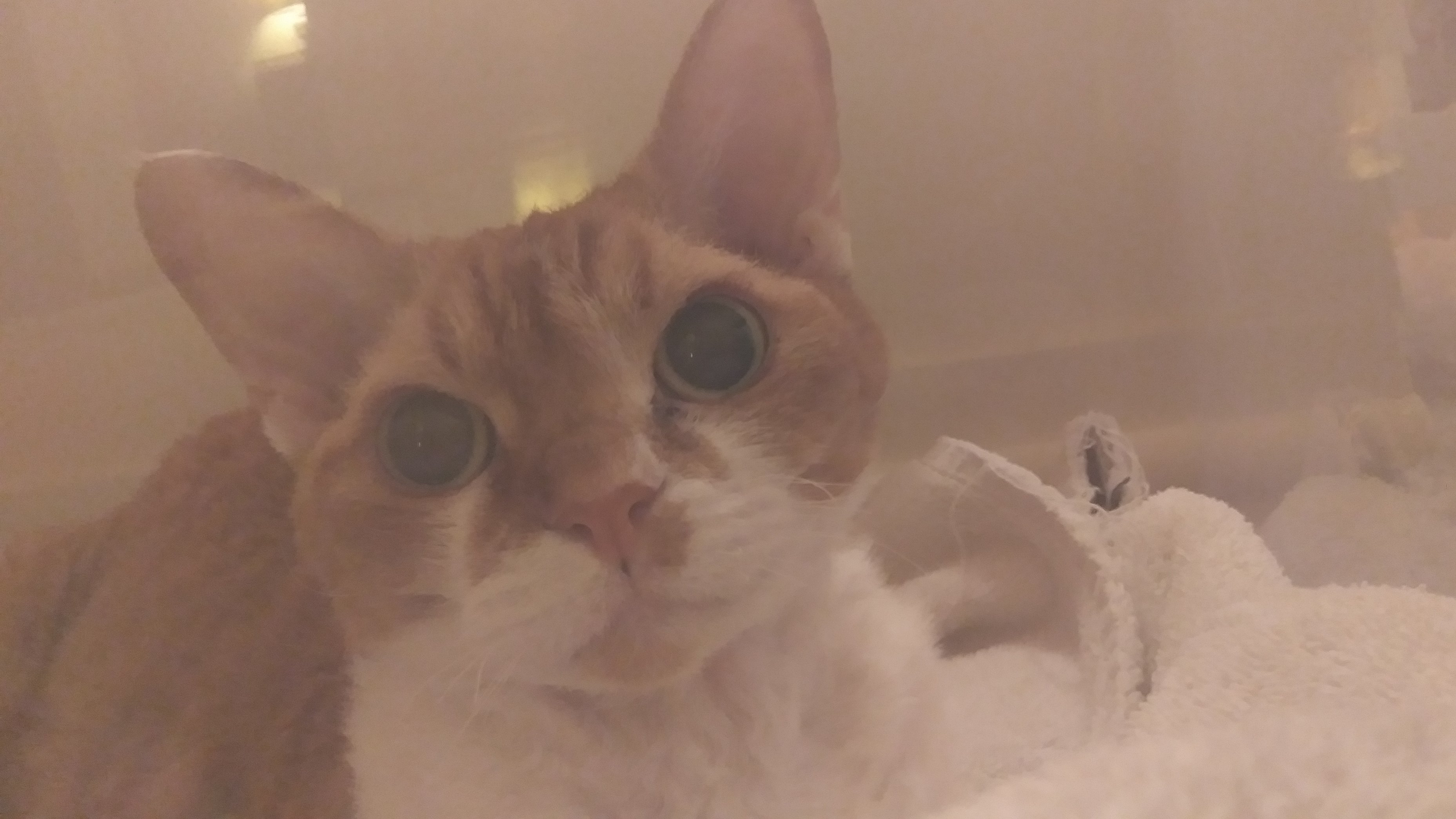 ⚡Helios the Draco⚡ on Twitter "Why is my cat so obsessed with towels