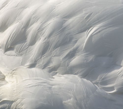 The Swan Prince

• Swan Shifter

• Lit | Mythology 

• Multi Ship|Verse 

• nsfw | 18+

#emmy