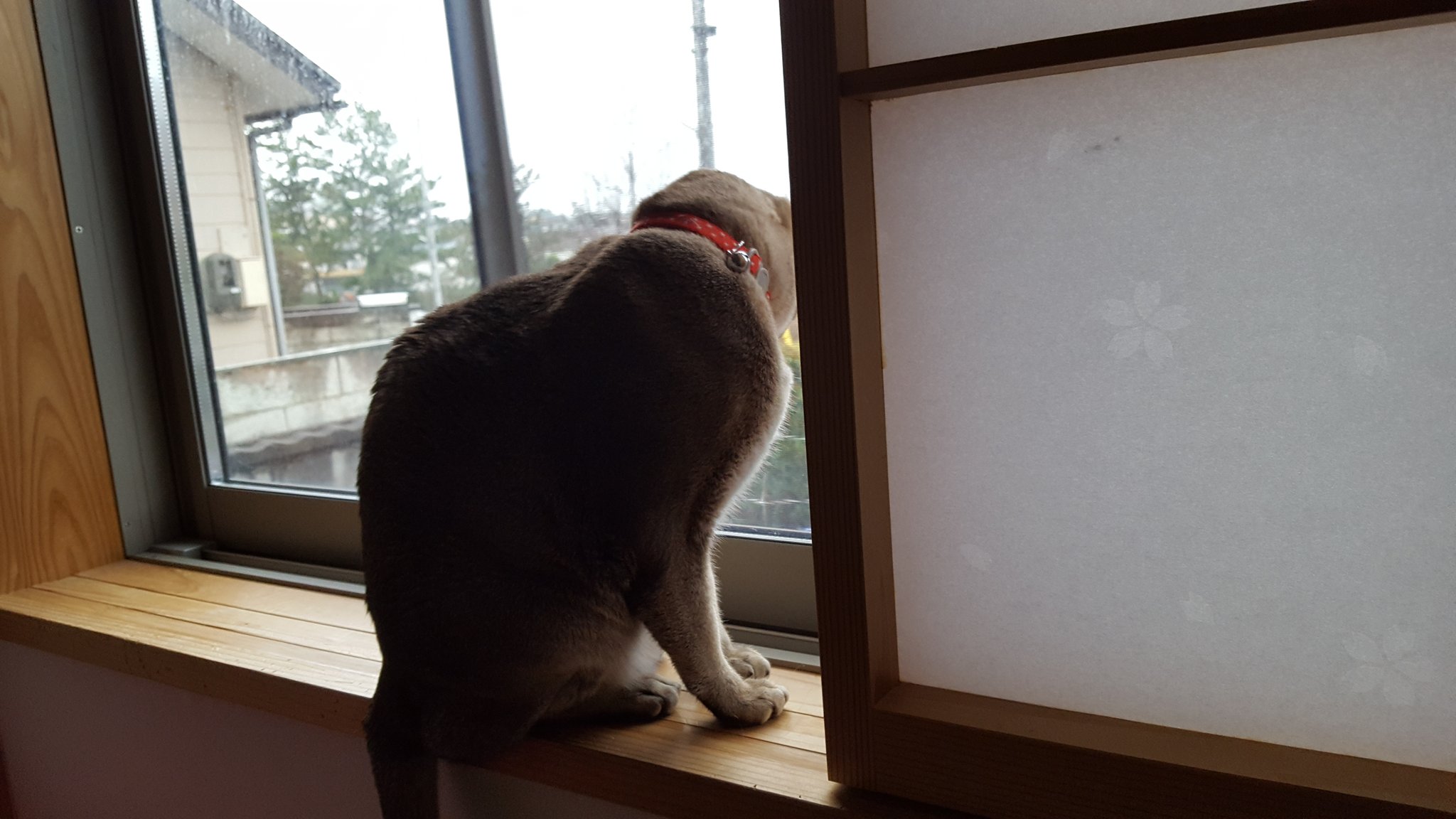 宮永 蕗 大掃除を頑張っている猫のマロンです トイレ掃除はトイレのぞき込んで 密着取材 いつもトイレ掃除見るの大好き 今度は窓拭きを熱心に見学中 たぶん 家政婦の仕事の参考にするため シンガプーラ 猫のいる暮らし T Co 2qlrnznspr