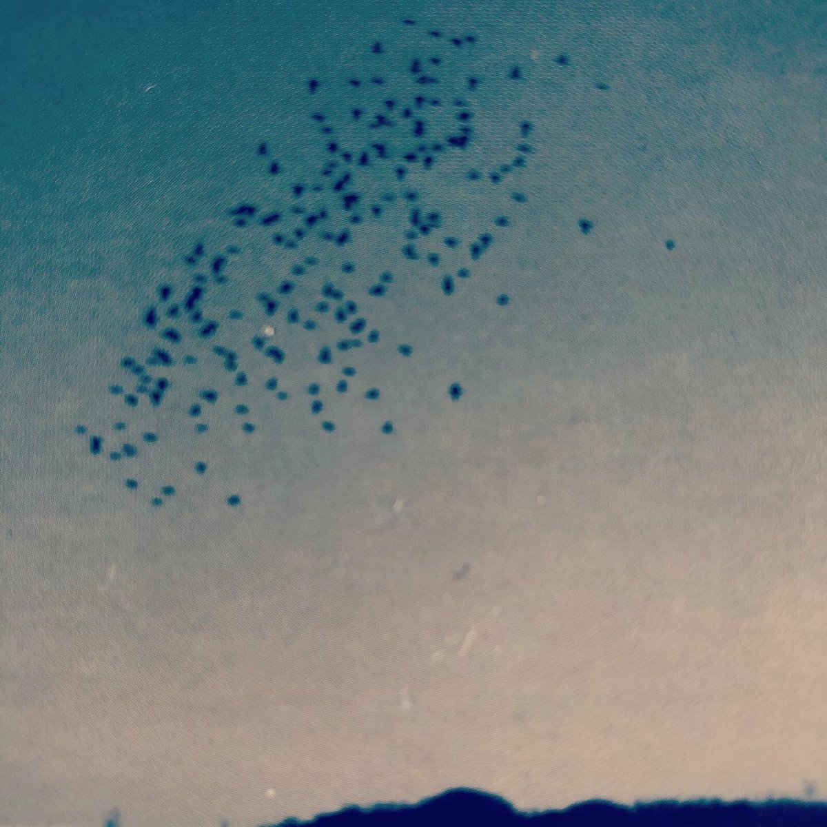 spdmtr's tweet photo. 暮れのご挨拶。本日お会いする方に、未発表曲がお聴きいただける限定フォトカード(絵柄:「陵墓に椋鳥」)をプレゼント。ライブは23:00〜23:30。よろしくです。#spdmtr #stafes #photocard https://t.co/BtKEDi7oVi