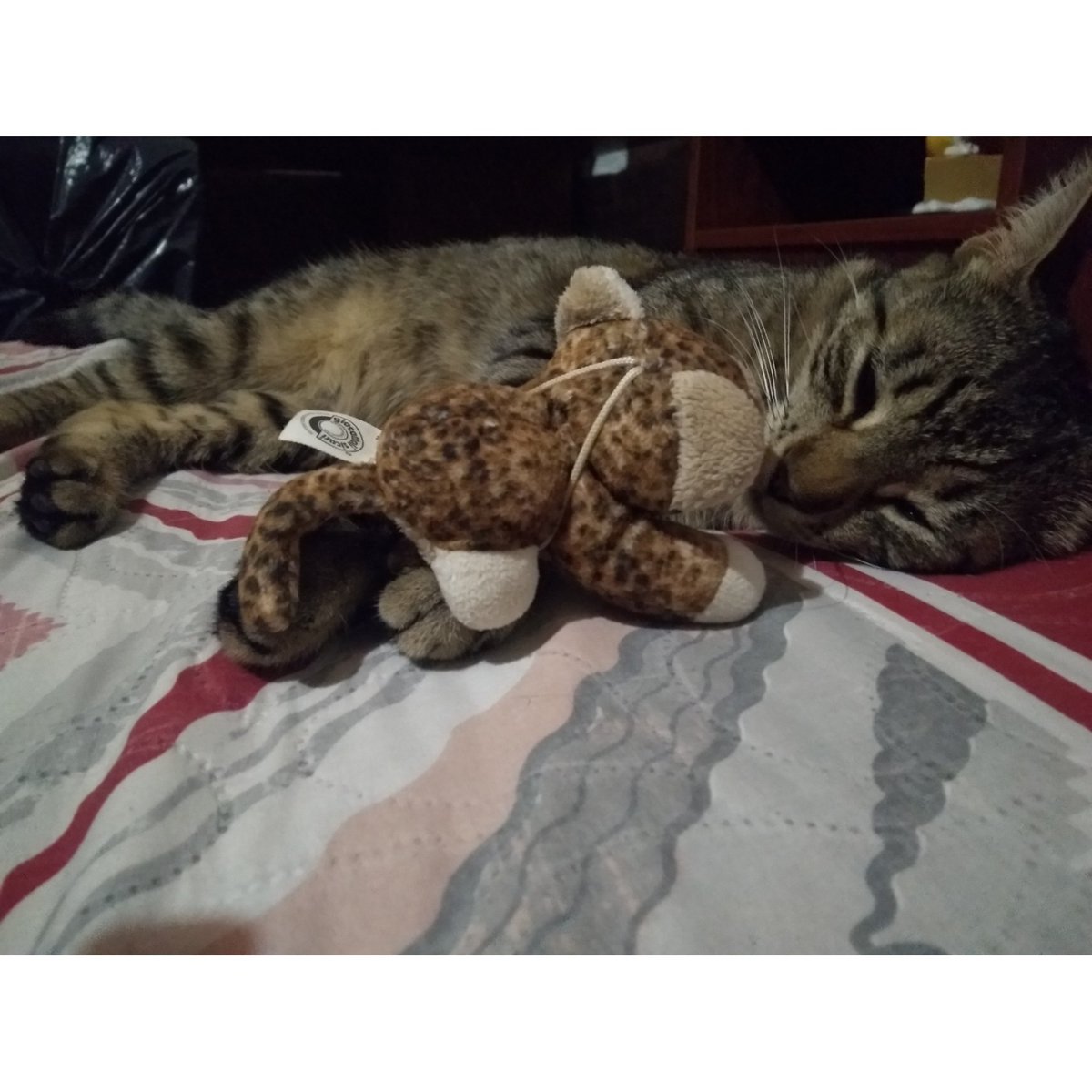RomeroCamilaR's tweet photo. Apreciación fotográfica de lo bella que es mí gata #Fridda 😍💕❤️ https://t.co/QwbkjlGEth