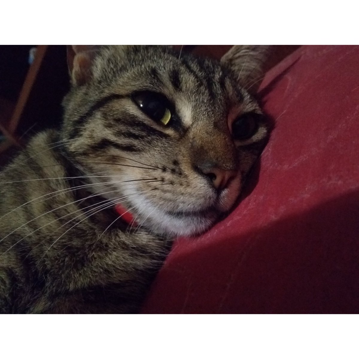 RomeroCamilaR's tweet photo. Apreciación fotográfica de lo bella que es mí gata #Fridda 😍💕❤️ https://t.co/QwbkjlGEth
