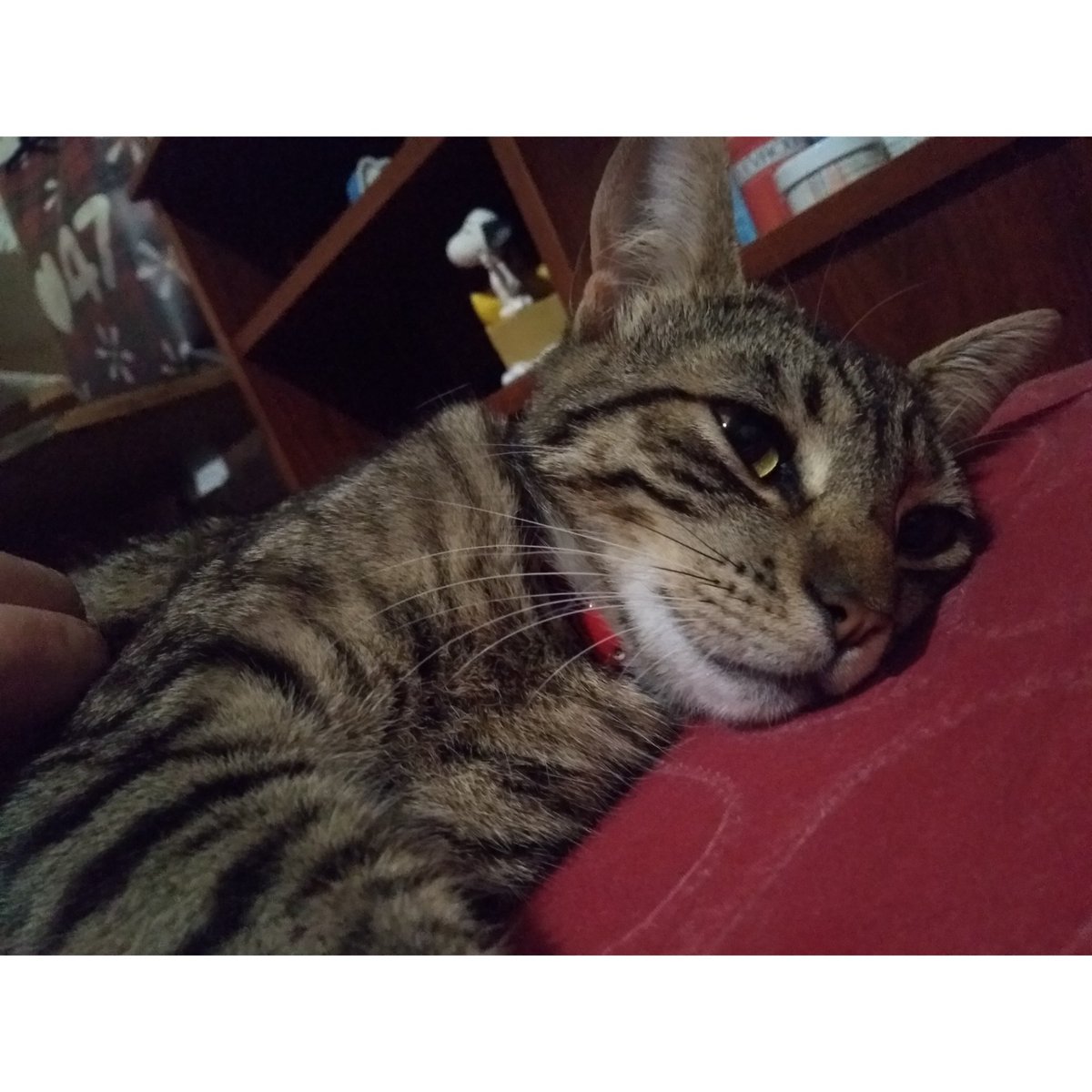 RomeroCamilaR's tweet photo. Apreciación fotográfica de lo bella que es mí gata #Fridda 😍💕❤️ https://t.co/QwbkjlGEth