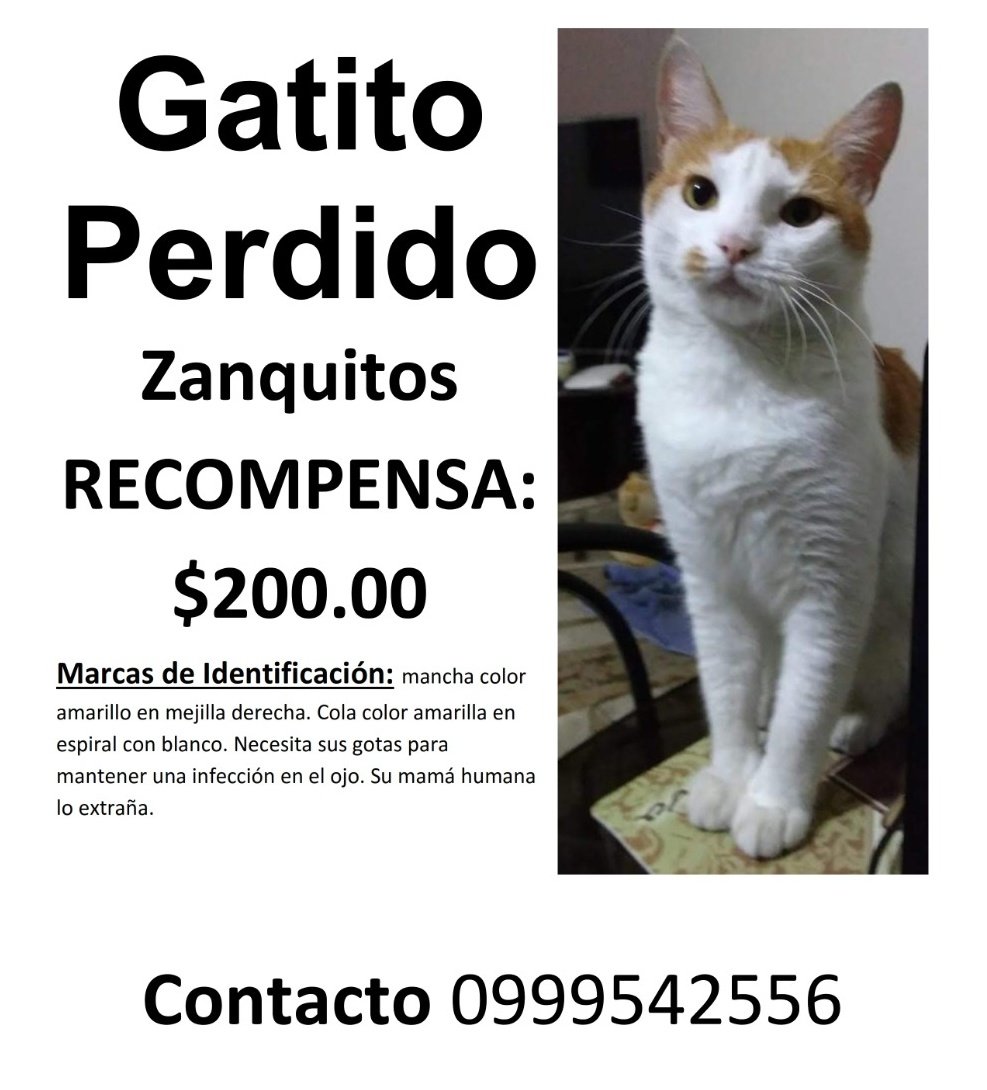 estoy feliz O cualquiera matriz Juan Carlos DL sur Twitter : "Se busca gato perdido. Se lo vio por última  vez, la mañana del 26 de este mes, en la avenida 4ta de la Ciudadela Entre  Ríos.