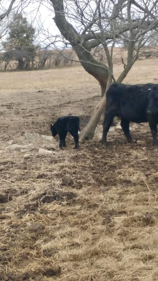 AmandaT1986's tweet photo. Rain yesterday, snow tonight... Today seems like a good day to start calving.🤦🏼‍♀️ Why!?!? (According to turnout, the herd is due Jan 23rd.) #calving2019 #farm19 #springcalf #mychoretime #maineanjou https://t.co/89Fo3hVKcT