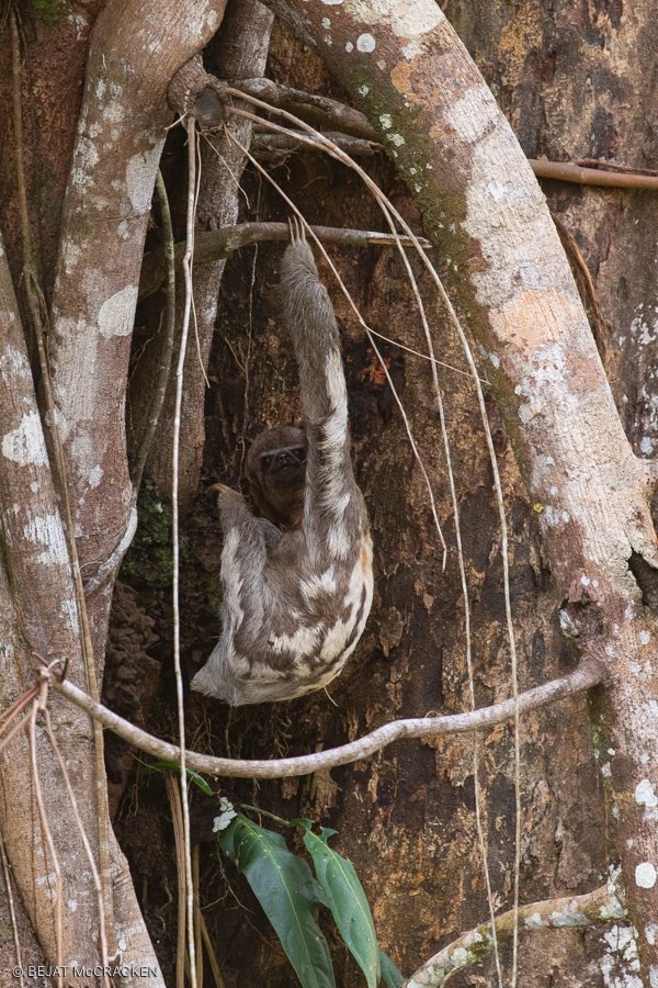 eden_amazon's tweet photo. Just easing into 2020 like this guy. 🦥
#HappyNewYear2020 🎉🥳
#Sloth #Travel #Adventure #Rainforest #DiscoverEcuador #AllYouNeedIsEcuador #Vacation #FamilyVacation #Amazonia #YasuniNationalPark #YasuniBiosphereReserve #EcoTourism #Tourism #Conservation #EdenAmazonLodge https://t.co/8QEaIthlyr
