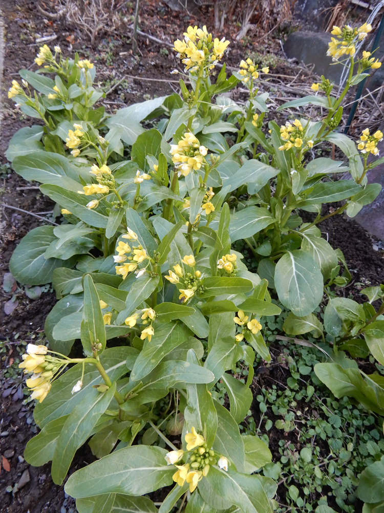 伊那谷から フクジュソウ 花の最盛期には 花弁は直射日光を浴びて開き 陽が陰ると閉じる だが今年最初に咲き始めた２輪は 昼夜関係なしに咲いている 暗くても寒くても花弁に閉じる気配なし 朝７時45分の気温は 4 1 夜時53分は 6 1 T Co