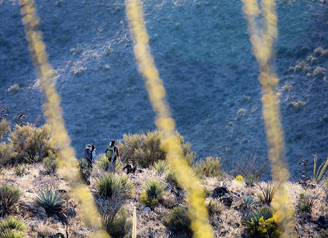 ggrayum's tweet photo. Its easy to get distracted by the endless cactus garden on the walk in &amp; out of the Homestead. https://t.co/cD5ayT9tlK https://t.co/JXtnzP6LQB