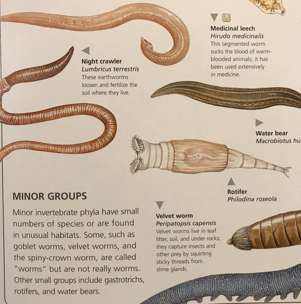 Jim Rupert on X: Nature Files for Sunday - Animal Kingdom: #worms