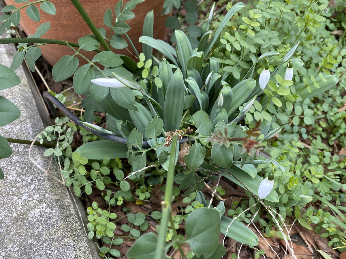 あ スノードロップ 球根 いつのまにかここに居ついて増えてる 自分で植えたとこは花咲かずに消えたんだよなぁ