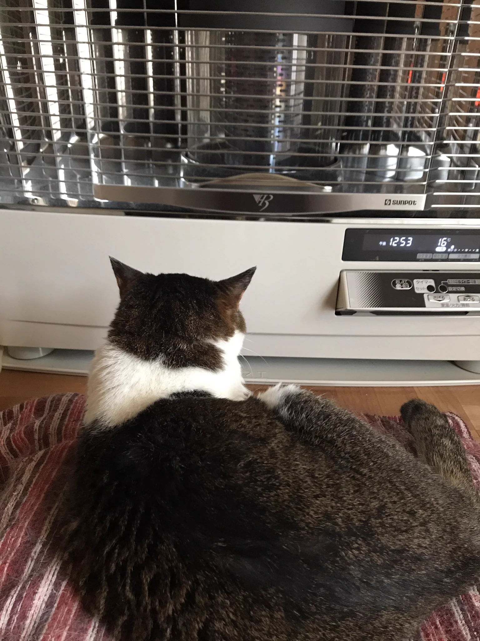 @hidekiccan ウチの猫は歳を取って布団の中で寝るのが苦しいらしく、ここ何年かは布団に入って来なくなりましたが、その代わり「早くストーブをつけろ」と要求するようになりました。 