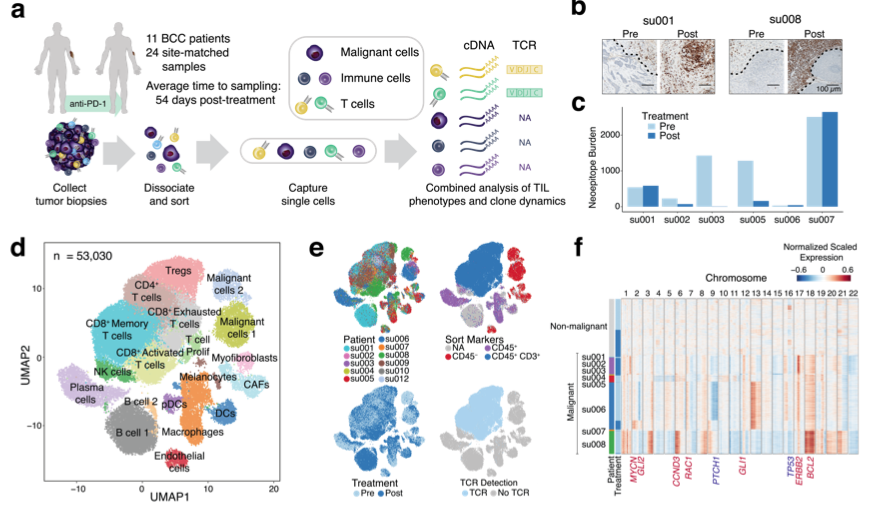 mmw_lmw's tweet photo. #PD1_CheckPoint_Blockade | paired single-cell RNA- and T cell receptor sequencing on 79,046 cells in BCC and SCC | Evidence for clonal replacement of tumor-specific T cells | Howard Chang @StanfordMed @biorxivpreprint https://t.co/AeviGrX2Ka | #2019_May_ReCap https://t.co/Vl64dlKjHG