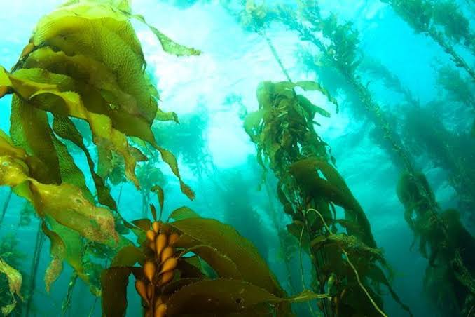 #Seaweed forests aren't just dying out in Australia (sciencedirect.com/science/articl… & onlinelibrary.wiley.com/doi/full/10.11…), they're going #extinct in South America as well onlinelibrary.wiley.com/doi/abs/10.111… @globalchangebiology #climateemergency #extinctionemergency #macroalgae #extinction